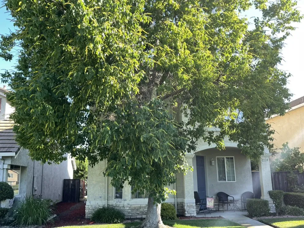 Trusted yard maintenance experts serving Lodi, CA - Olayo Landscaping