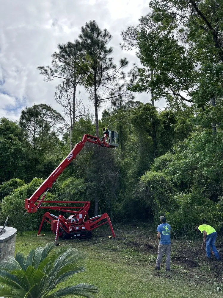 Top-rated lawn care service near you across Saint Augustine, FL - Old City Tree