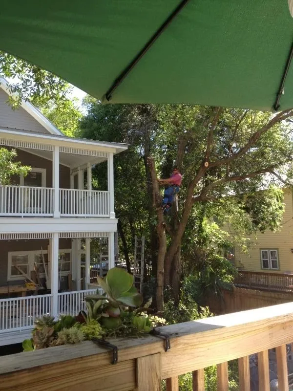 Local landscape design for year-round maintenance in Saint Augustine, FL by Old City Tree