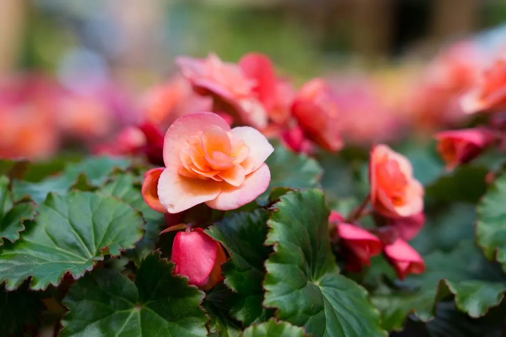 Top-rated yard cleanup service with custom design across Wilmington, DE - Old Country Gardens