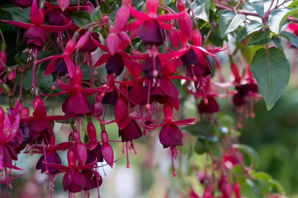 Local landscape installation in Wilmington, DE by Old Country Gardens