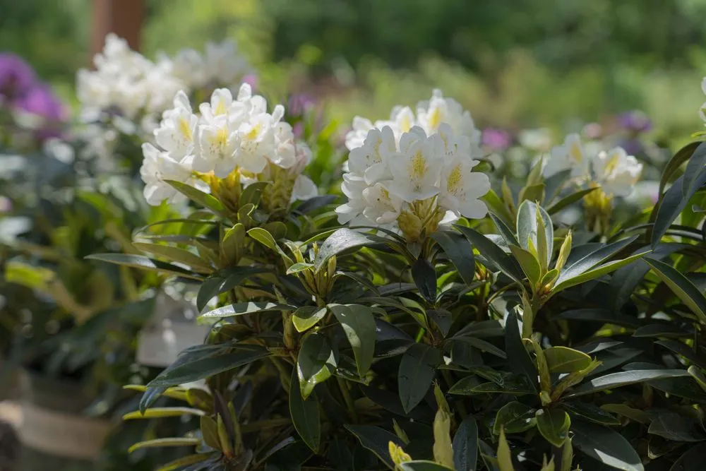 Expert outdoor landscaping for residential properties across Wilmington, DE - Old Country Gardens