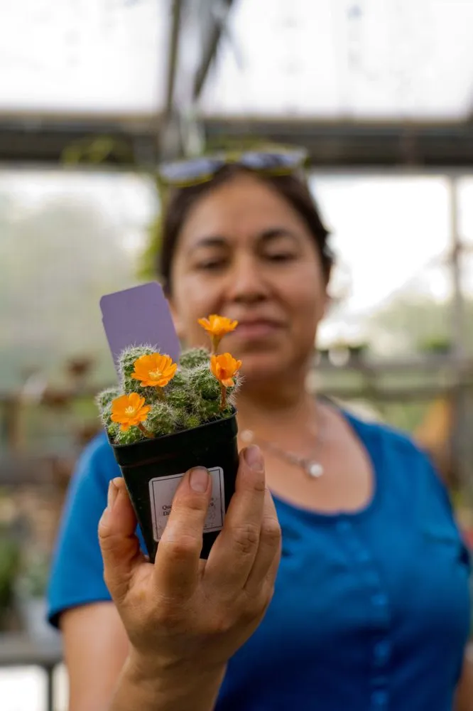Local outdoor landscaping in Wilmington, DE by Old Country Gardens