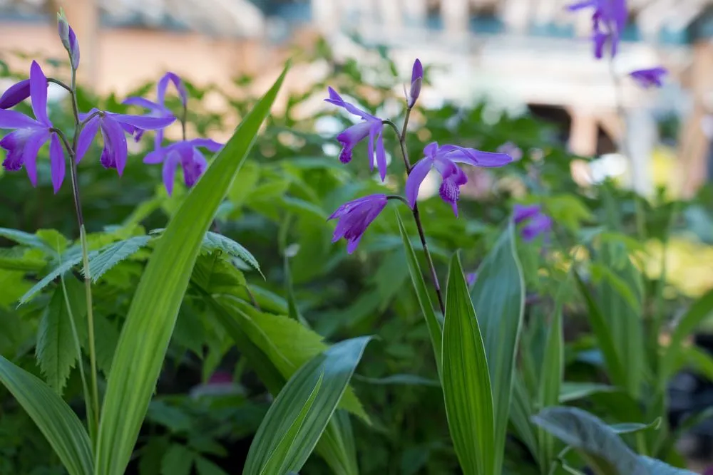 Affordable outdoor landscaping for beautiful yards across Wilmington, DE - Old Country Gardens