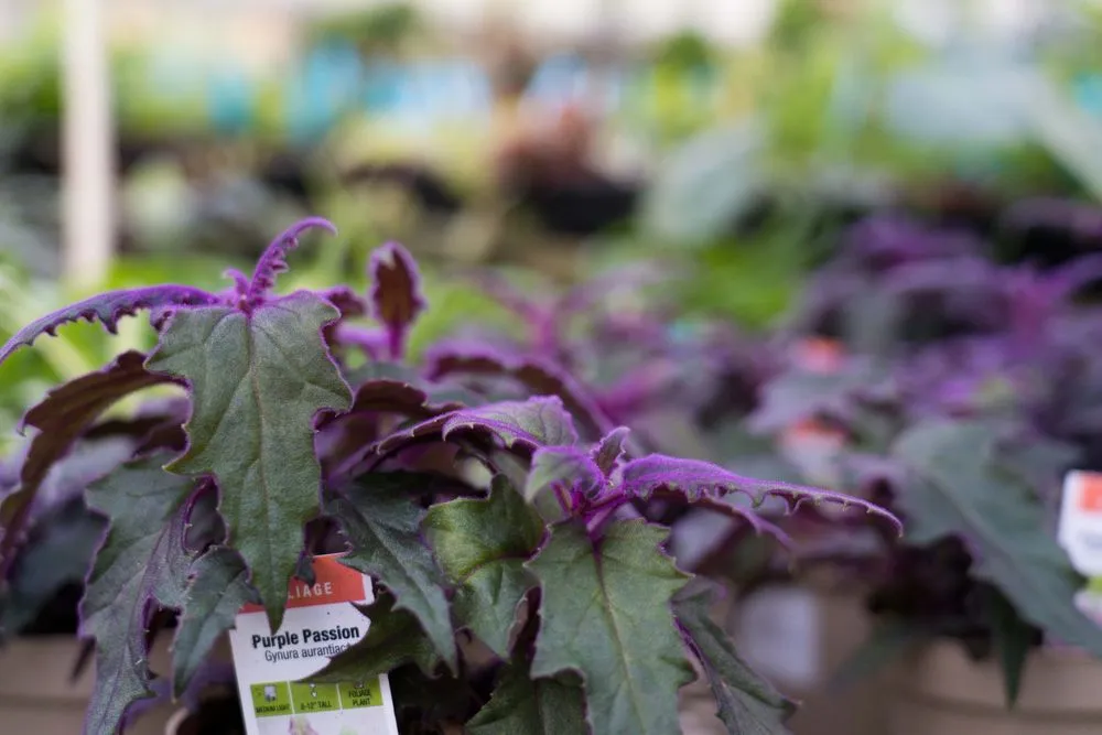 Expert landscaping services experts serving Wilmington, DE - Old Country Gardens