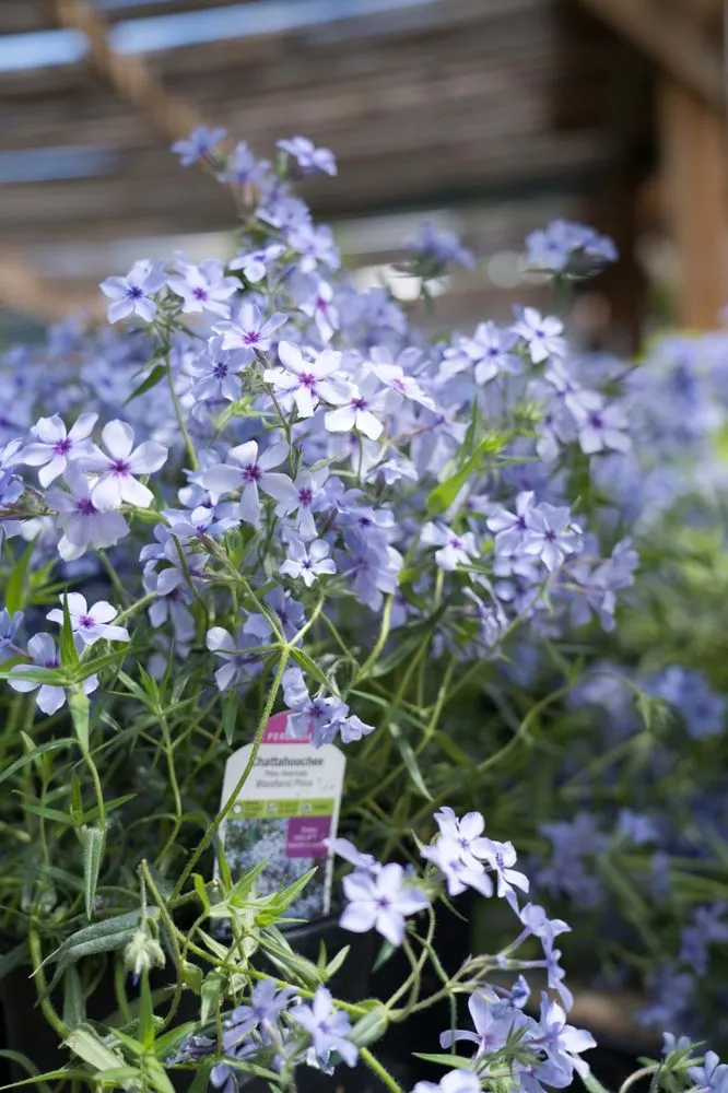 Custom landscaping services in Wilmington, DE - Old Country Gardens