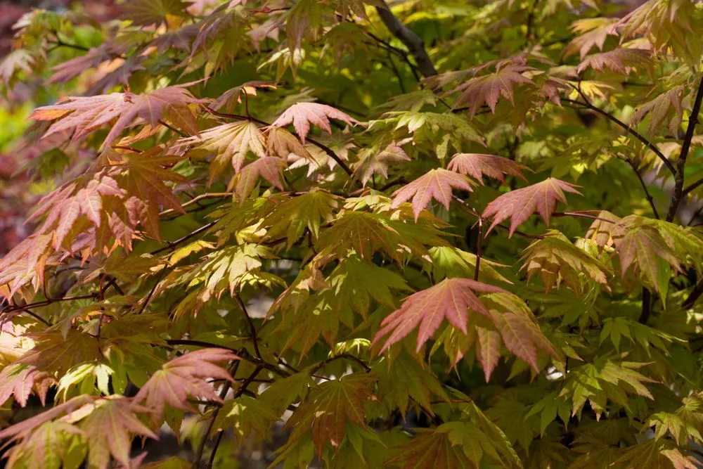 Trusted garden landscaping for year-round maintenance across Wilmington, DE - Old Country Gardens