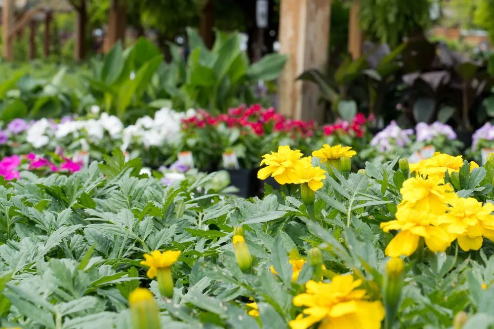 Top-rated yard cleanup service in Wilmington, DE by Old Country Gardens