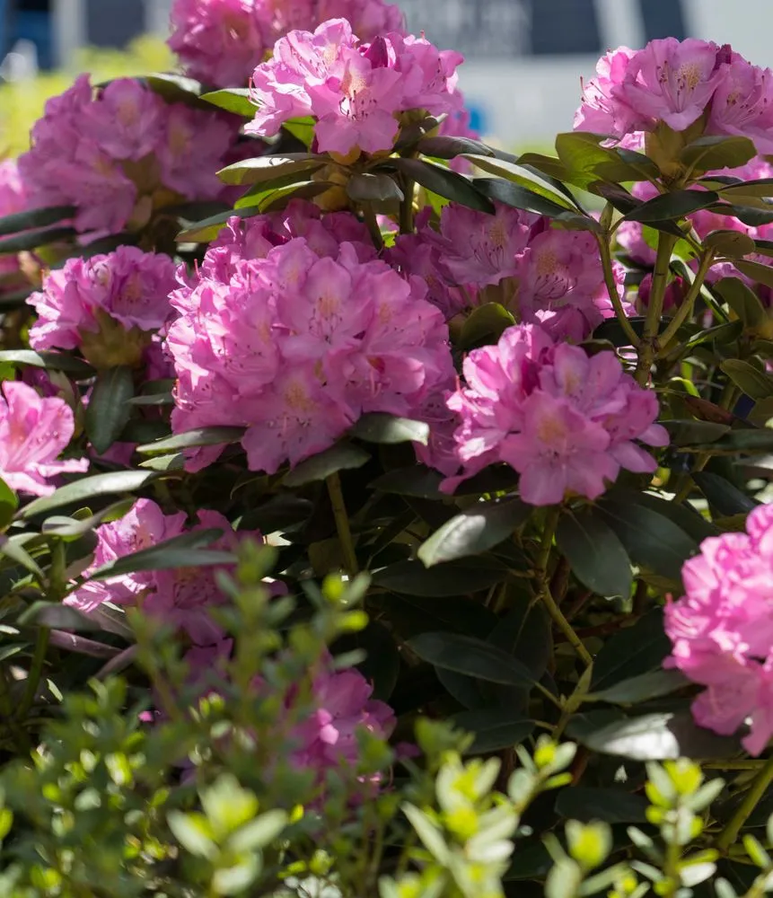 Trusted residential landscaping experts serving Wilmington, DE - Old Country Gardens