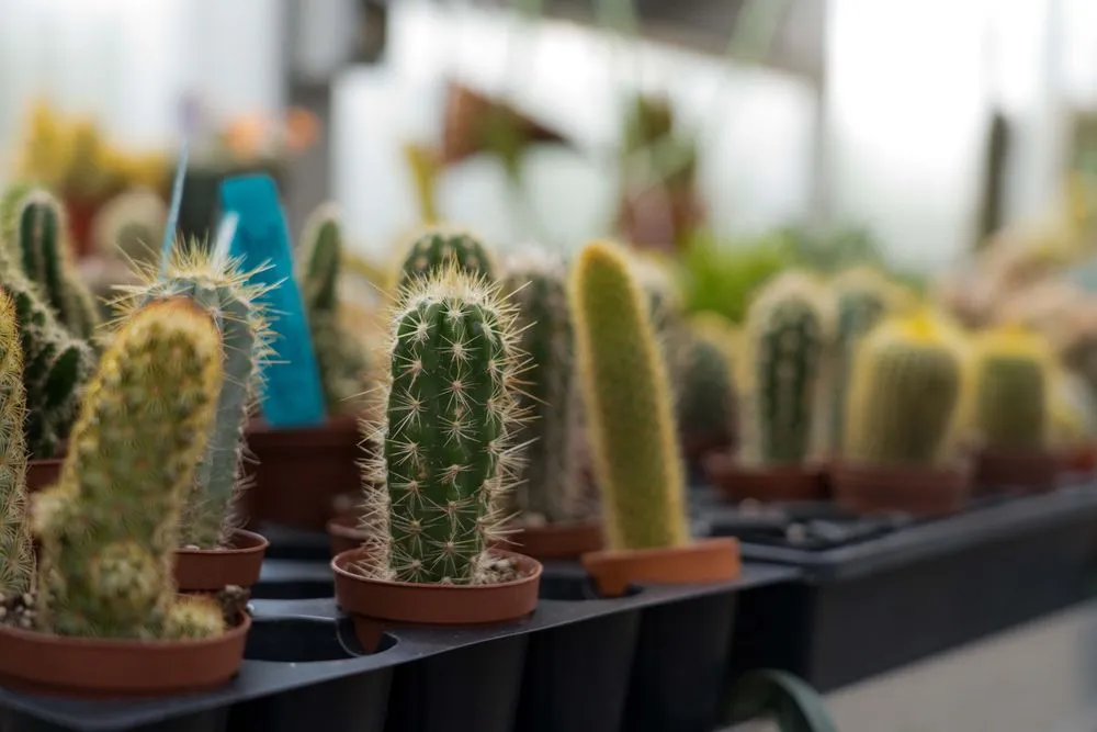 Top-rated landscaping services for residential properties across Wilmington, DE - Old Country Gardens