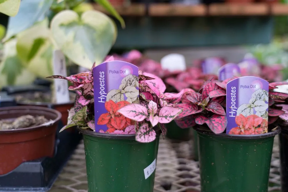 Reliable residential landscaping for residential properties in Wilmington, DE by Old Country Gardens