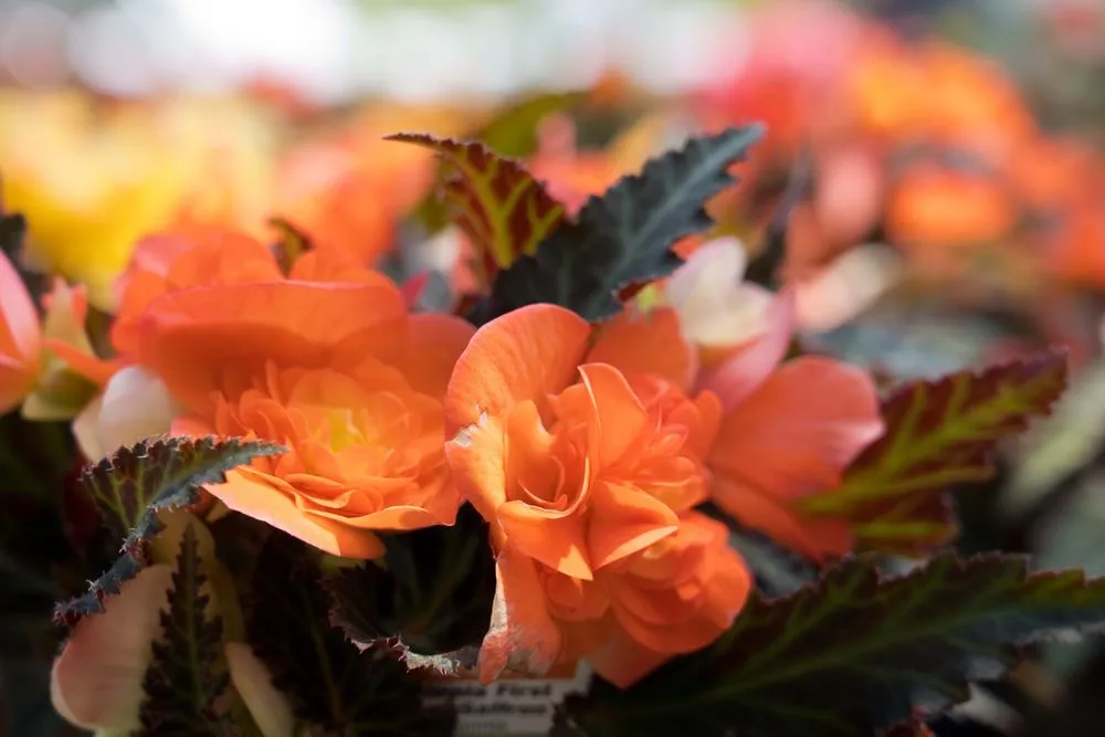 Reliable landscaping services in Wilmington, DE - Old Country Gardens