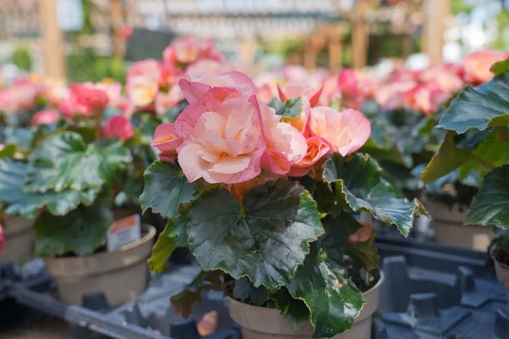 Local garden landscaping with custom design across Wilmington, DE - Old Country Gardens