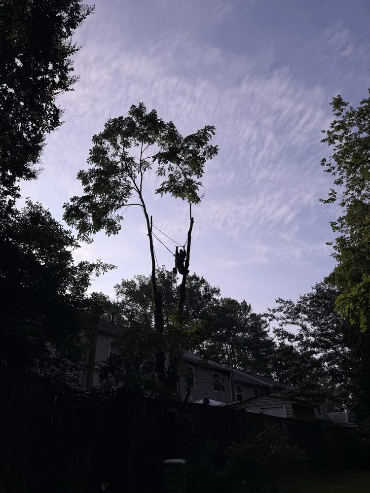 Reliable landscape installation in Dale City, VA - Old Dominion Greenscape