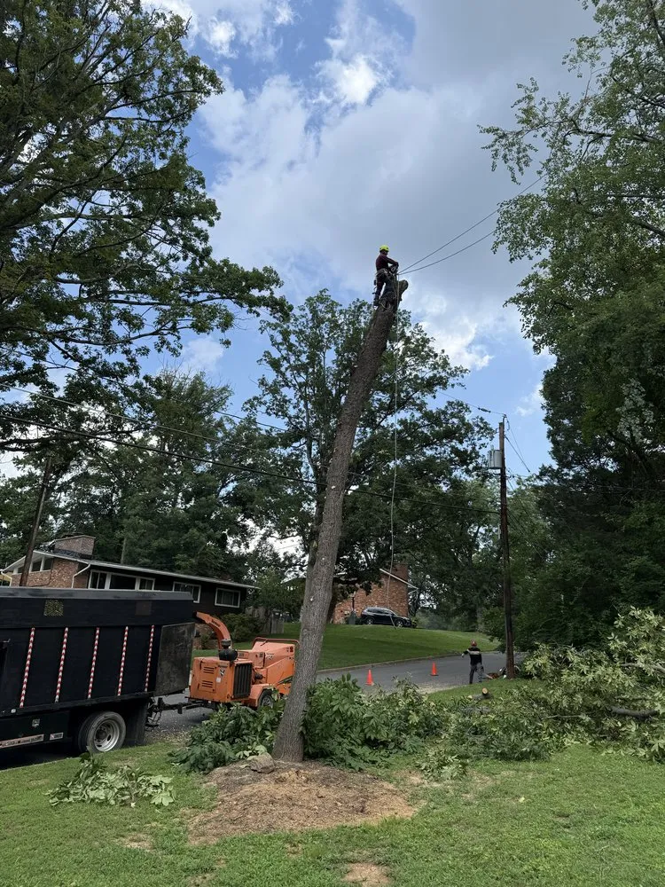 Local yard cleanup service experts serving Dale City, VA - Old Dominion Greenscape