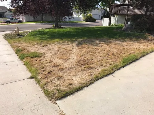 Old Faithful Sprinkler & Landscape Logo