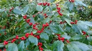 Affordable landscape installation in Sutton, MA - Old Farm Landscaping