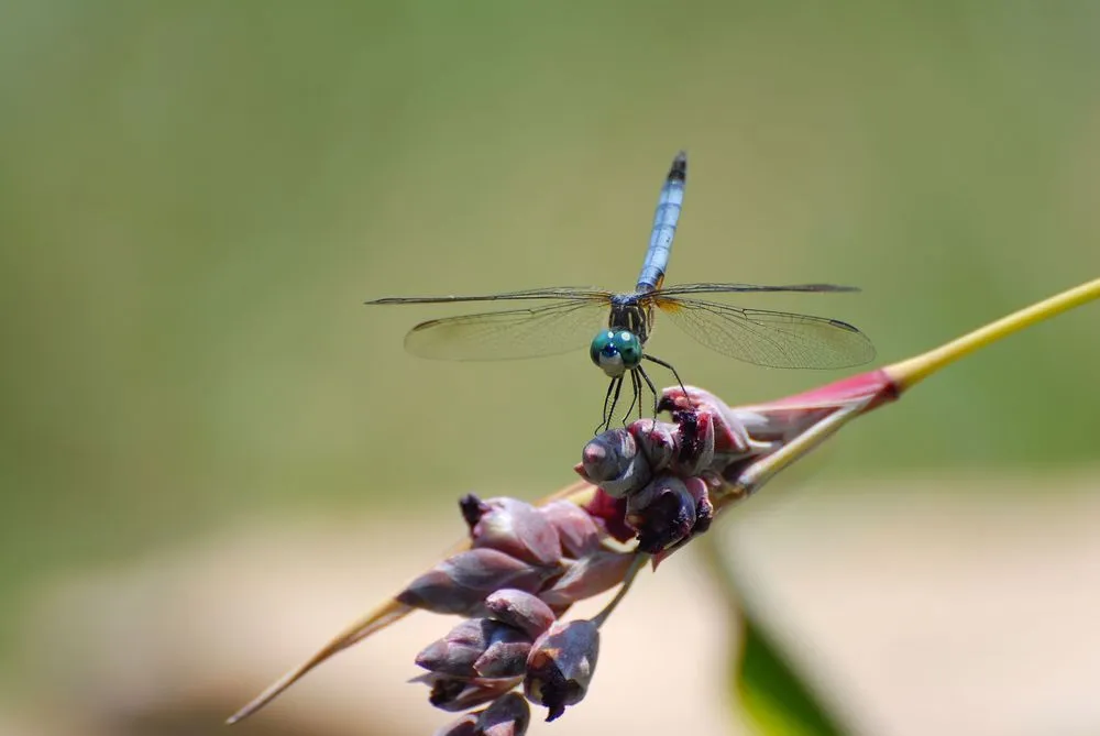 Trusted residential landscaping experts serving Oxford, PA - Old Garden Ecolandscaping