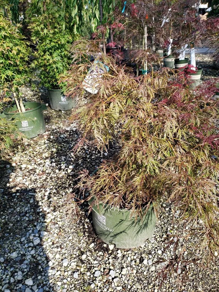 Expert garden landscaping with custom design across Bellmore, NY - Old Mill Nurseries