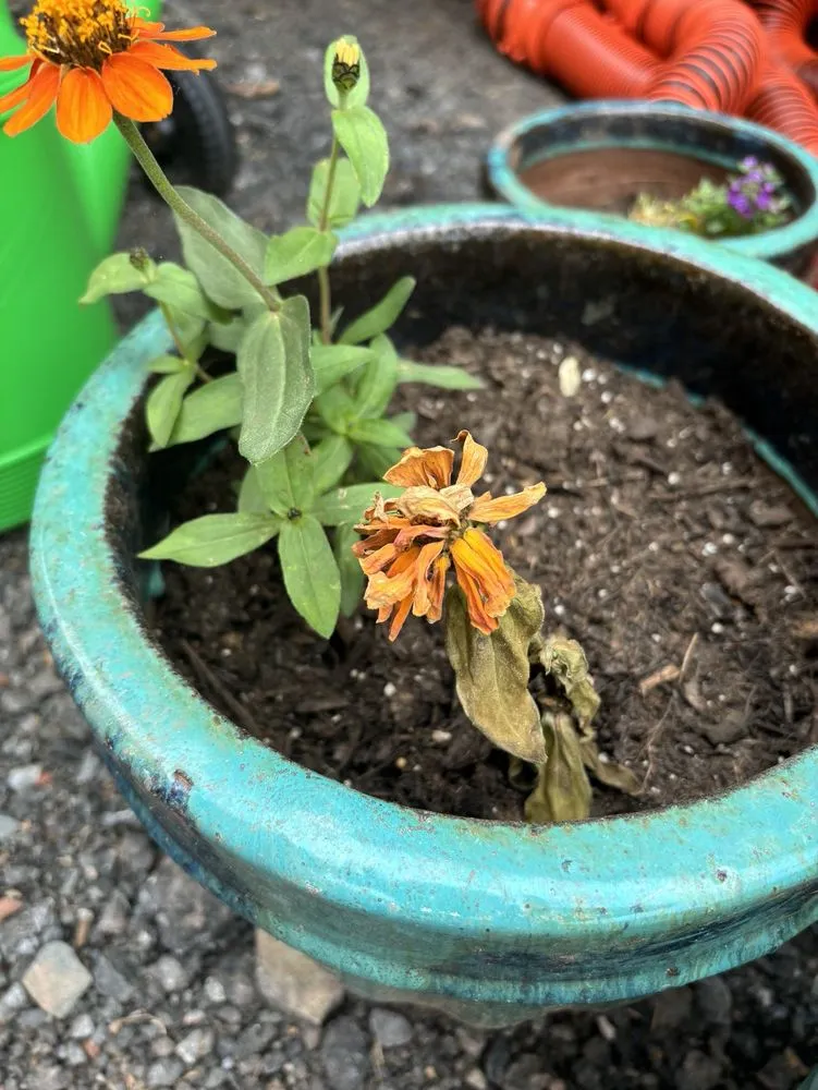 Trusted yard cleanup service in Lebanon, NJ by Old Mountain Farm Market