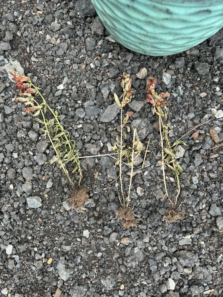 Expert landscape design for beautiful yards in Lebanon, NJ by Old Mountain Farm Market