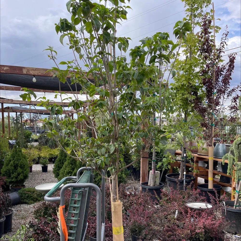 Affordable lawn care service for homes across Reno, NV - Old Stone House Gift and Garden