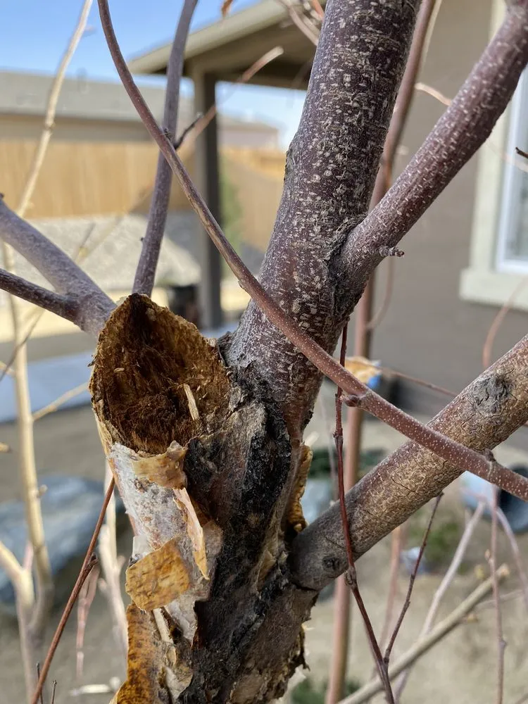 Professional yard cleanup service in Reno, NV by Old Stone House Gift and Garden