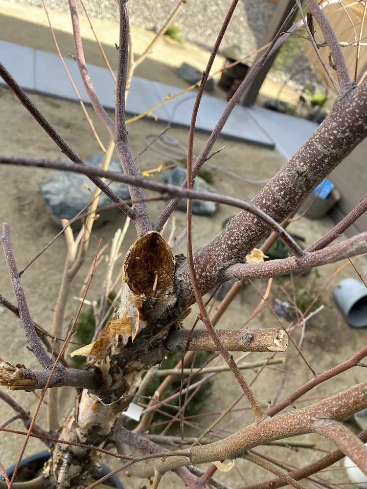 Reliable landscape installation for year-round maintenance across Reno, NV - Old Stone House Gift and Garden