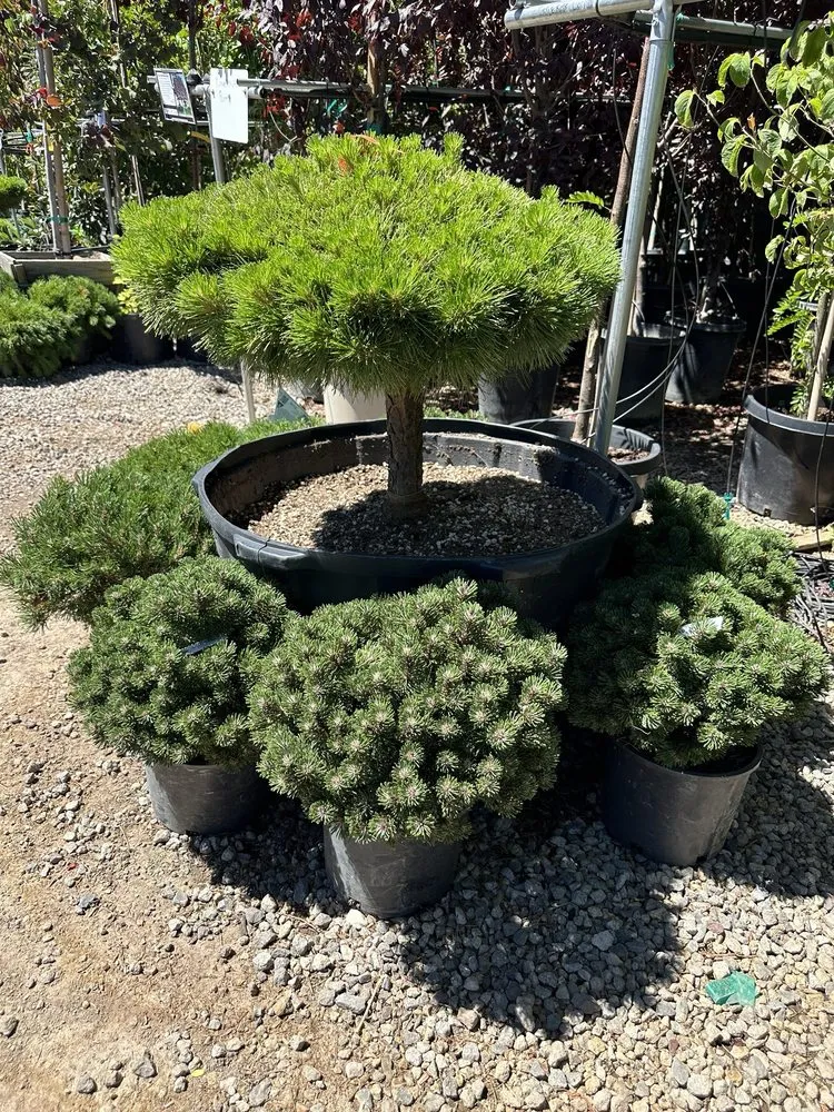 Local lawn mowing service in Reno, NV by Old Stone House Gift and Garden