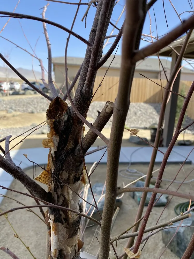 Reliable landscape installation for homes in Reno, NV by Old Stone House Gift and Garden