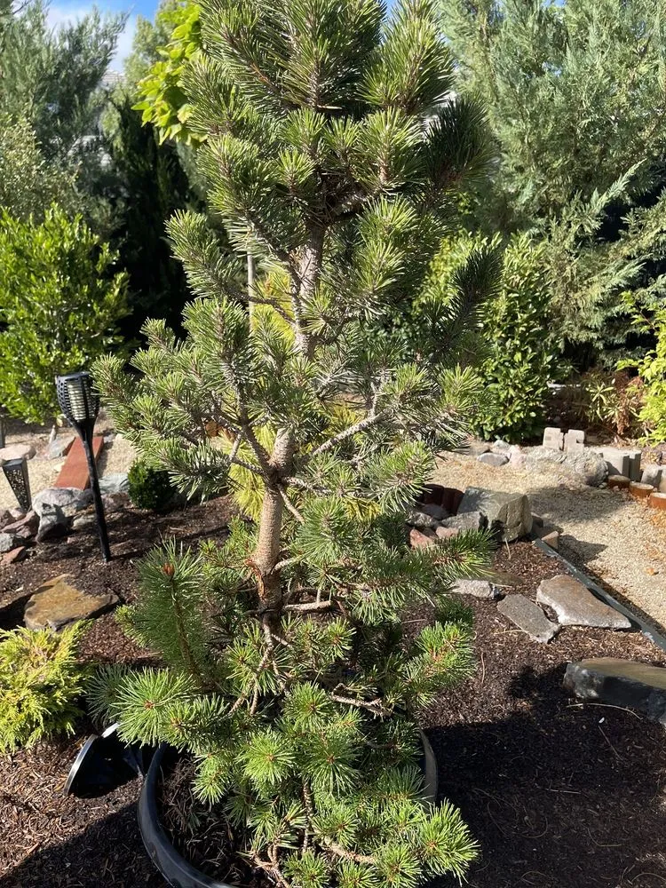 Professional landscape installation near you across Reno, NV - Old Stone House Gift and Garden