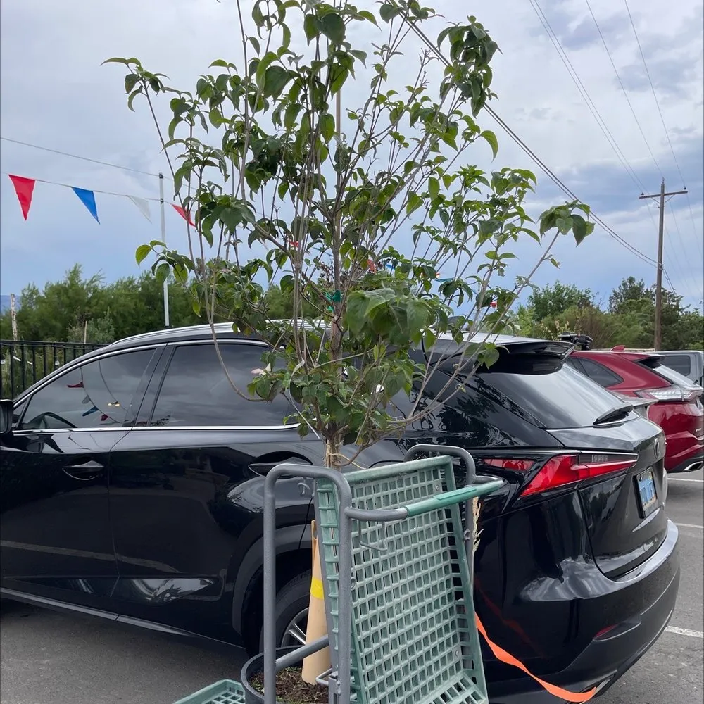 Professional residential landscaping near you across Reno, NV - Old Stone House Gift and Garden