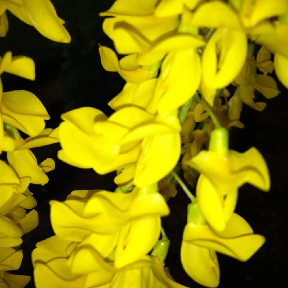 Local landscape installation experts serving Wrentham, MA - Old Time Tree Cutter