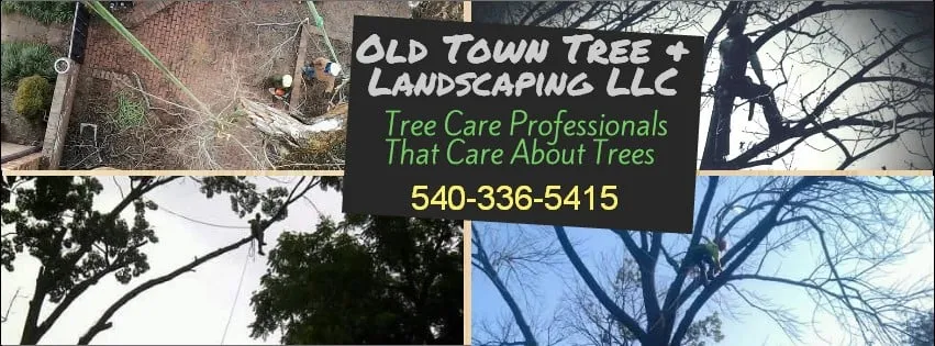 Expert yard cleanup service experts serving Winchester, VA - Old Town Tree and Landscaping