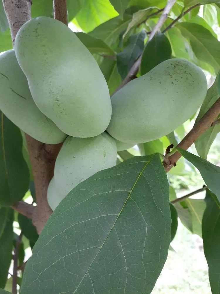 Trusted landscape installation experts serving Plattsburgh, NY - Old World Tree Farm