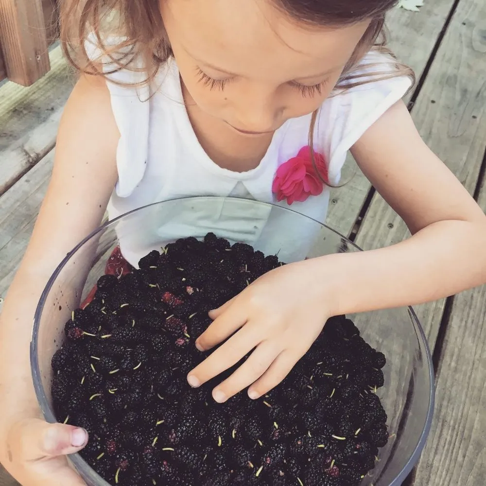 Custom residential landscaping for beautiful yards in Plattsburgh, NY by Old World Tree Farm