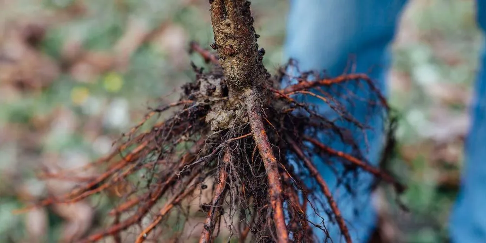 Expert residential landscaping with custom design in Plattsburgh, NY by Old World Tree Farm