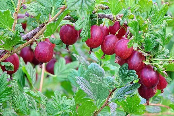 Professional garden landscaping near you in Plattsburgh, NY by Old World Tree Farm