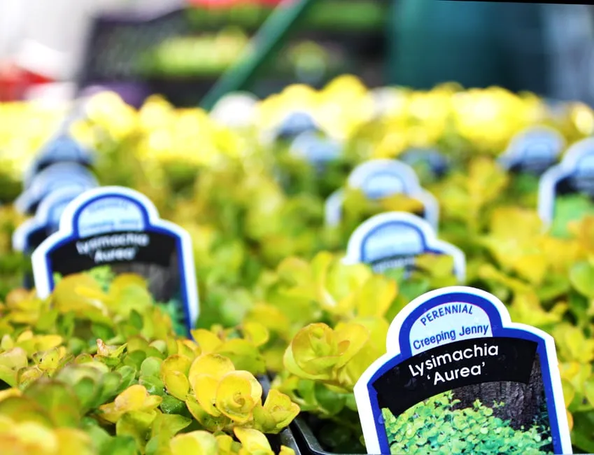 Affordable landscape design in Washington DC, DC - Olde City Garden