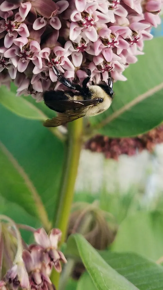 Professional landscape installation for outdoor upgrades in Washington DC, DC by Olde City Garden
