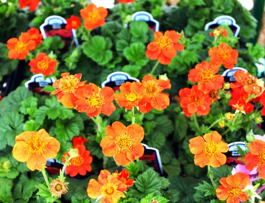 Reliable landscape installation for homes in Washington DC, DC by Olde City Garden