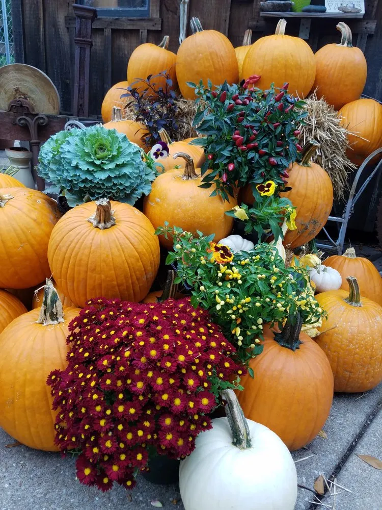 Affordable lawn care service for residential properties across Washington DC, DC - Olde City Garden