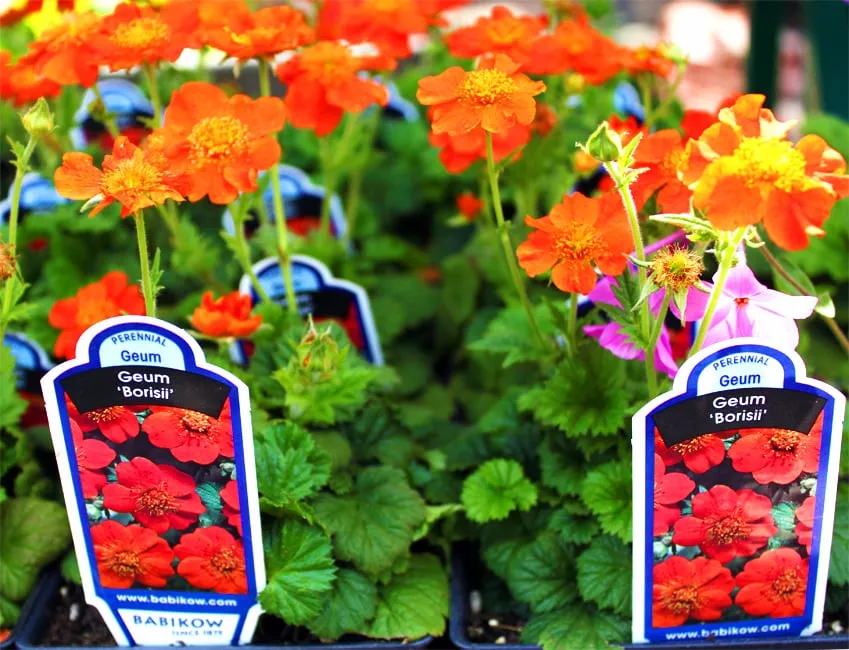 Expert yard cleanup service for beautiful yards across Washington DC, DC - Olde City Garden