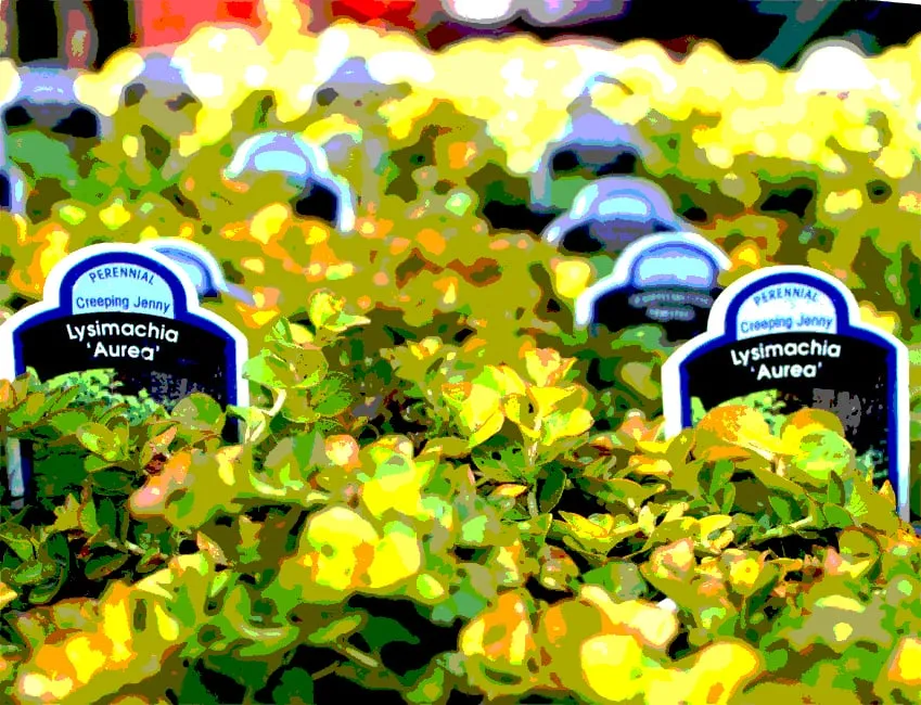 Reliable garden landscaping in Washington DC, DC - Olde City Garden