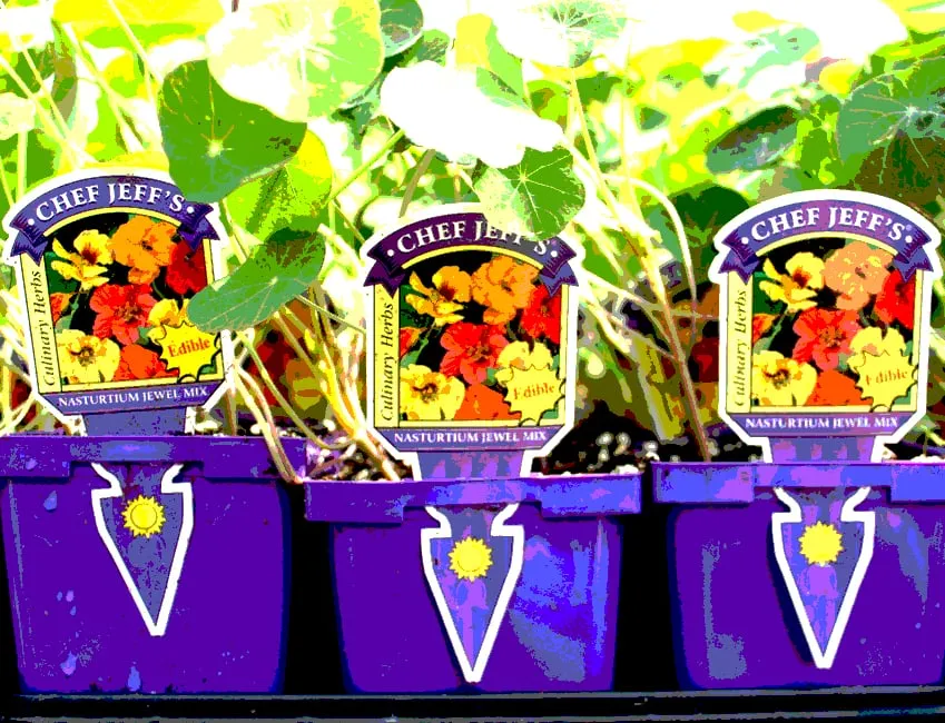 Custom landscaping services in Washington DC, DC by Olde City Garden