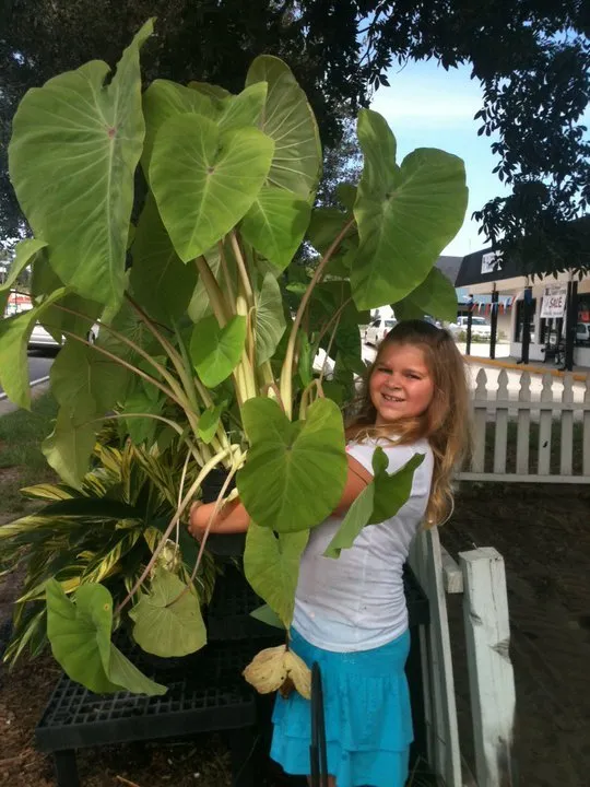 Top-rated lawn care service with custom design in Pooler, GA by Olde Savannah Garden