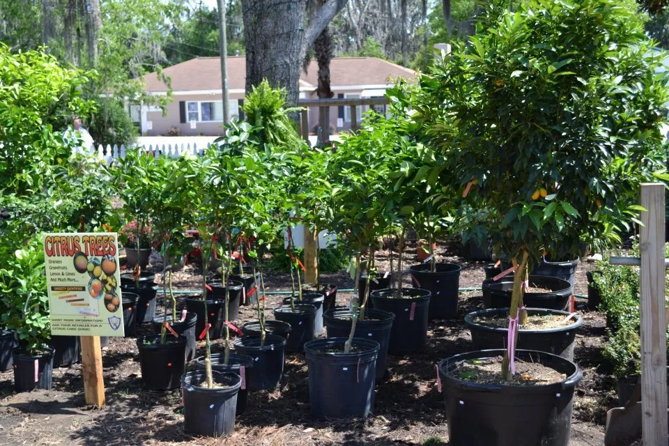 Reliable landscape design with custom design across Pooler, GA - Olde Savannah Garden