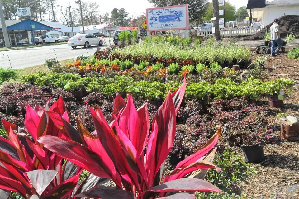 Local yard cleanup service for year-round maintenance across Pooler, GA - Olde Savannah Garden