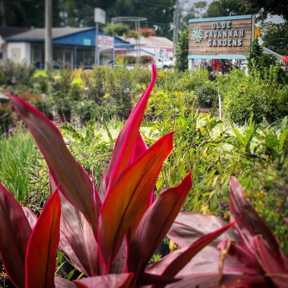 Affordable landscaping services with custom design in Pooler, GA by Olde Savannah Gardens