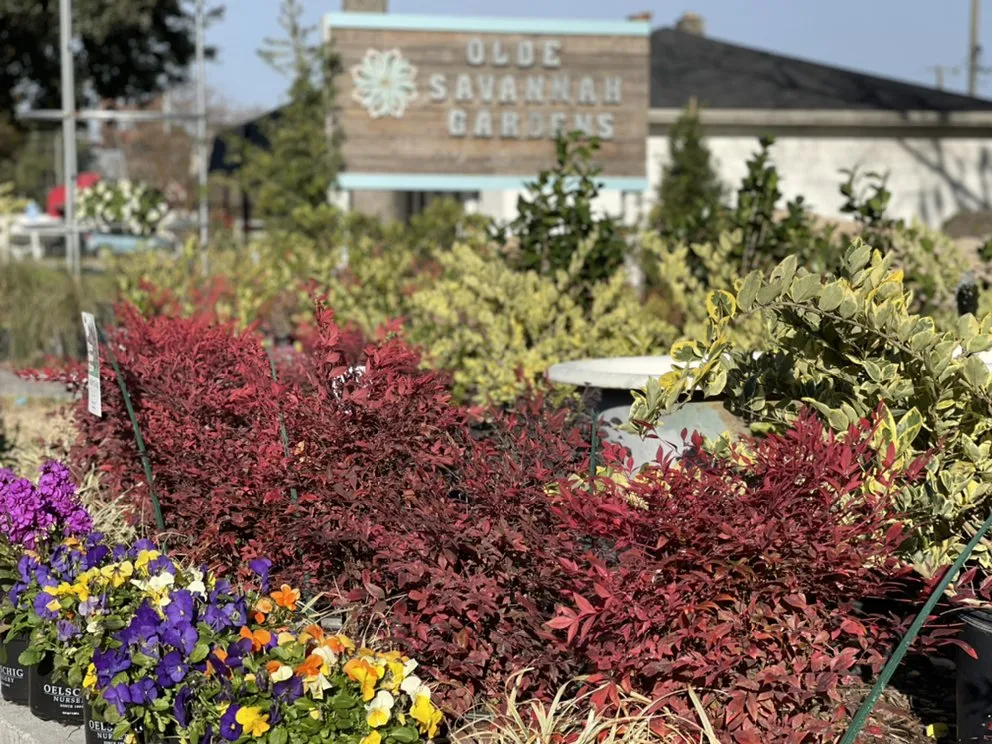 Custom lawn care service near you in Pooler, GA by Olde Savannah Gardens